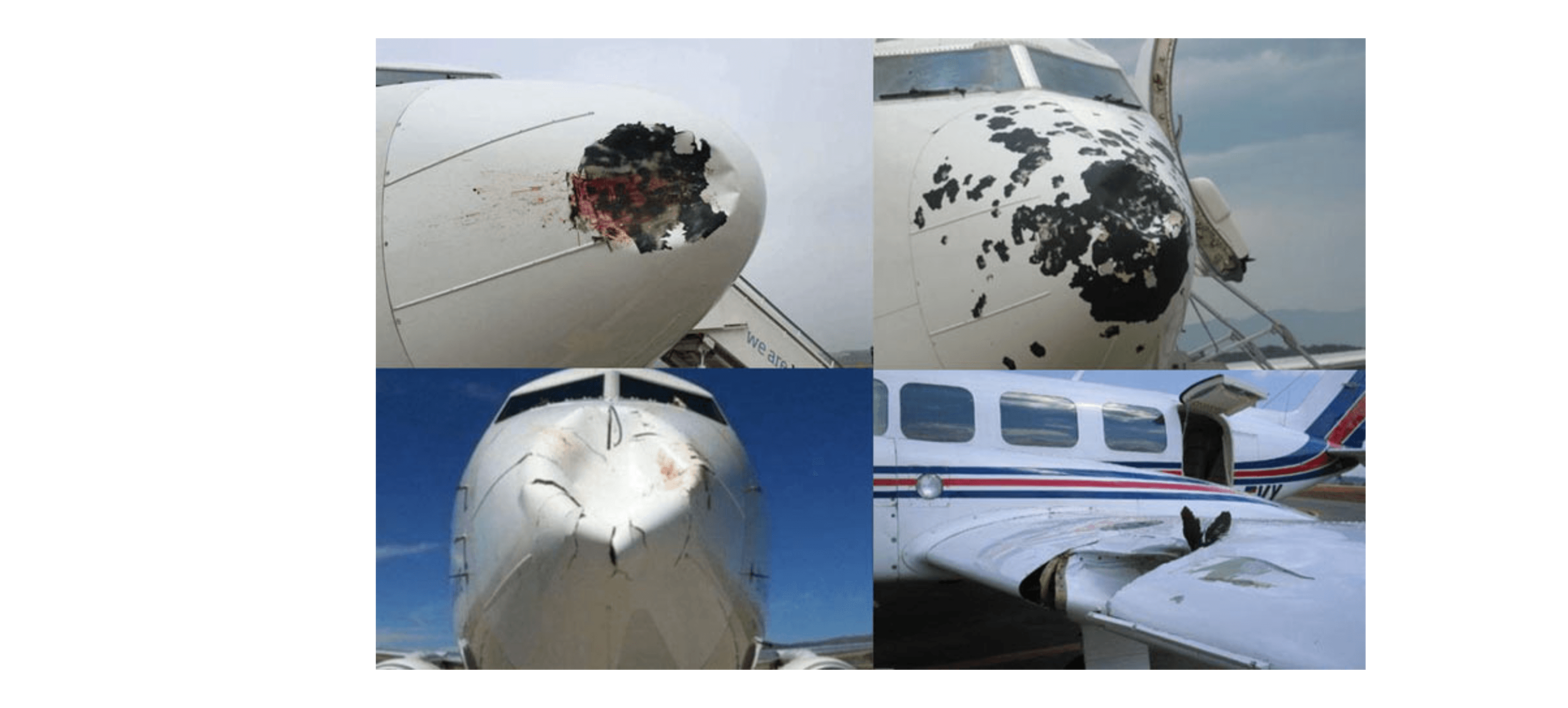 Образец последствий столкновения самолетов с обычными птицами.png